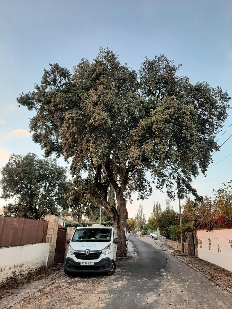 JulioVias's tweet photo. El Ayuntamiento de #MirafloresdelaSierra va a talar esta encina centenaria y sana que crece en medio de la calzada de una calle sin tráfico. Y digo yo, ¿por qué no respetarla con visión de modernidad, poniendo en valor en el #paisajeurbano la belleza de lo inusual y sorprendente? https://t.co/cOP767hPAF