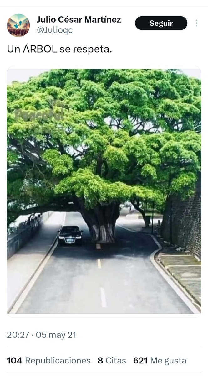 JulioVias's tweet photo. El Ayuntamiento de #MirafloresdelaSierra va a talar esta encina centenaria y sana que crece en medio de la calzada de una calle sin tráfico. Y digo yo, ¿por qué no respetarla con visión de modernidad, poniendo en valor en el #paisajeurbano la belleza de lo inusual y sorprendente? https://t.co/cOP767hPAF