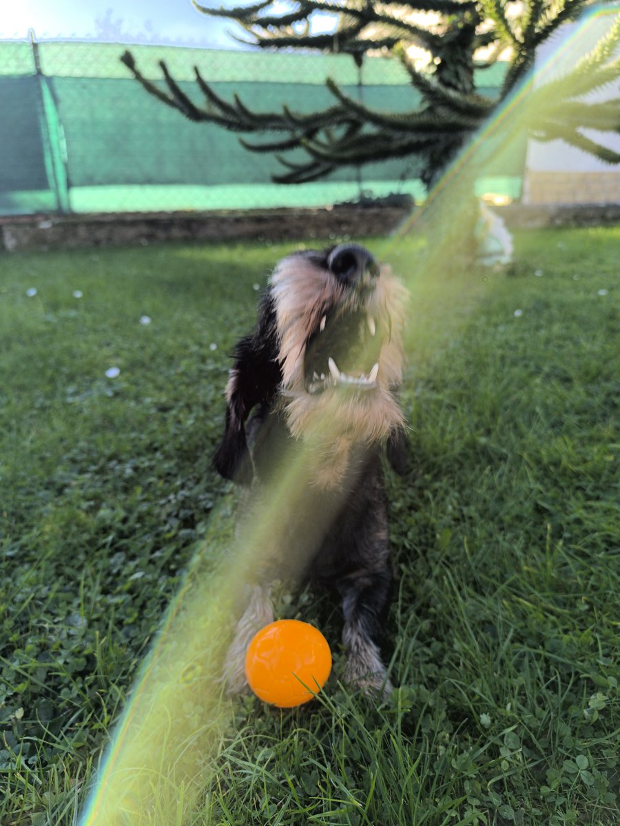 Wolf wieder heimisch in Rheinland Pfalz....👹🐺🐗