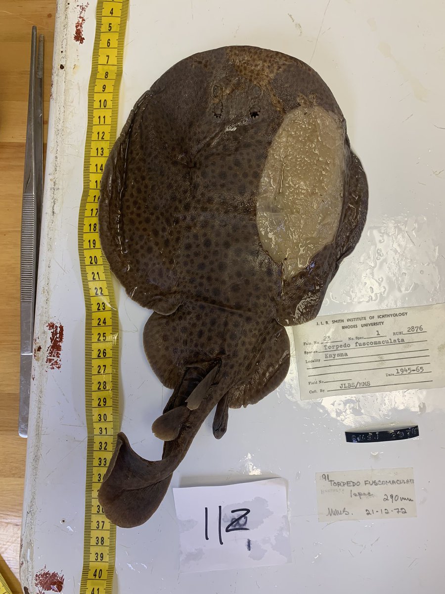 Nicholas Dulvy tweet media