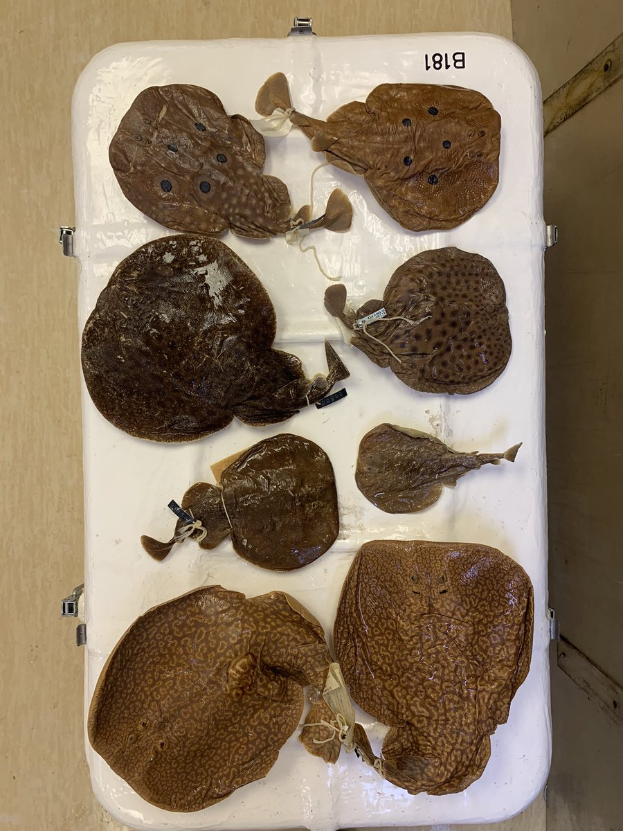 Nicholas Dulvy tweet media