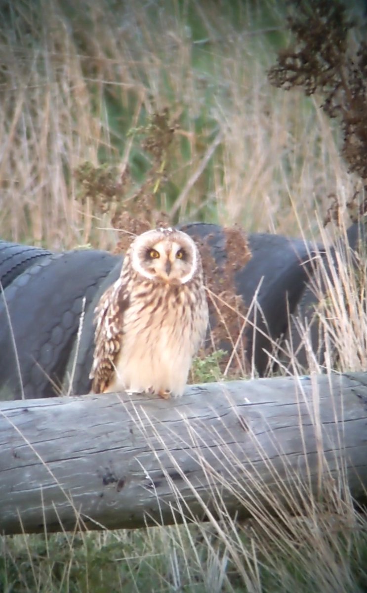 Jonni Price tweet media