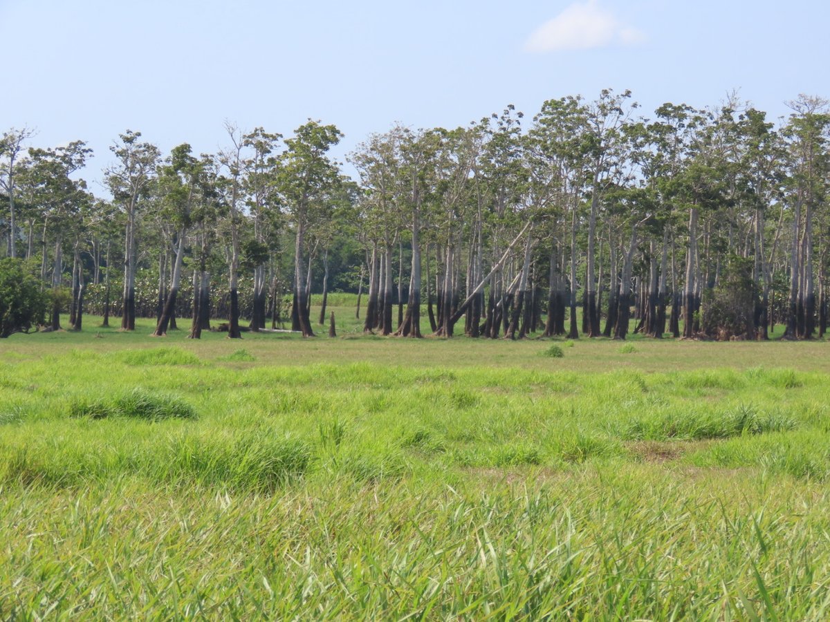 Grace B. Alves tweet media