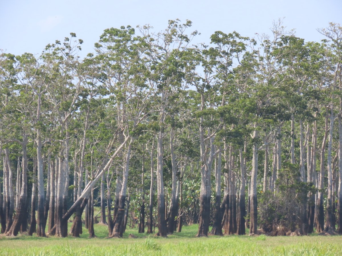 Grace B. Alves tweet media