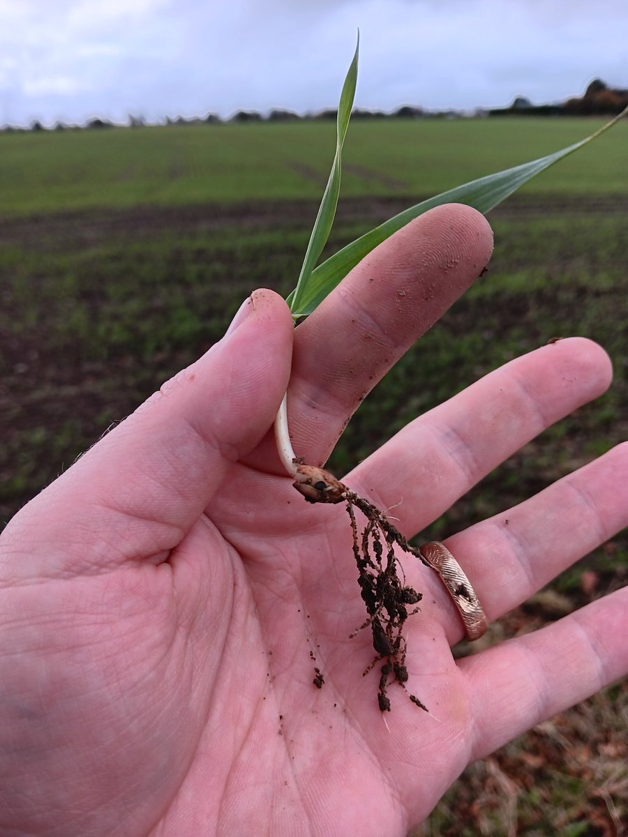 tmfitz96's tweet photo. Orcade winter barley up and away in Laois, farmers after getting a great chance to get on top of the winter planting so far this year! https://t.co/mmqXVWKBcE