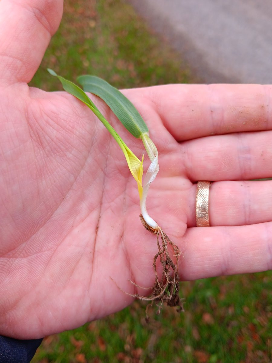 tmfitz96's tweet photo. Orcade winter barley up and away in Laois, farmers after getting a great chance to get on top of the winter planting so far this year! https://t.co/mmqXVWKBcE
