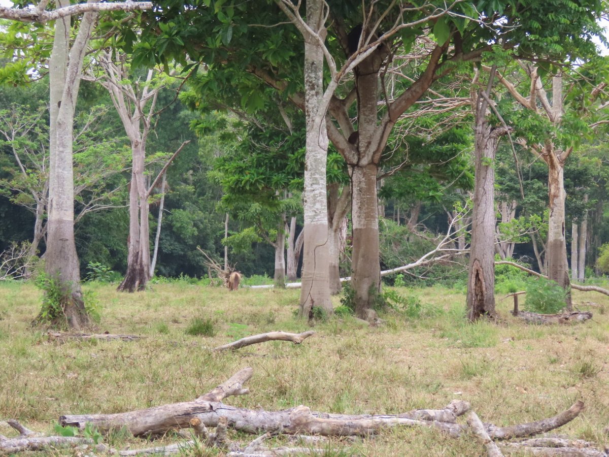 Grace B. Alves tweet media