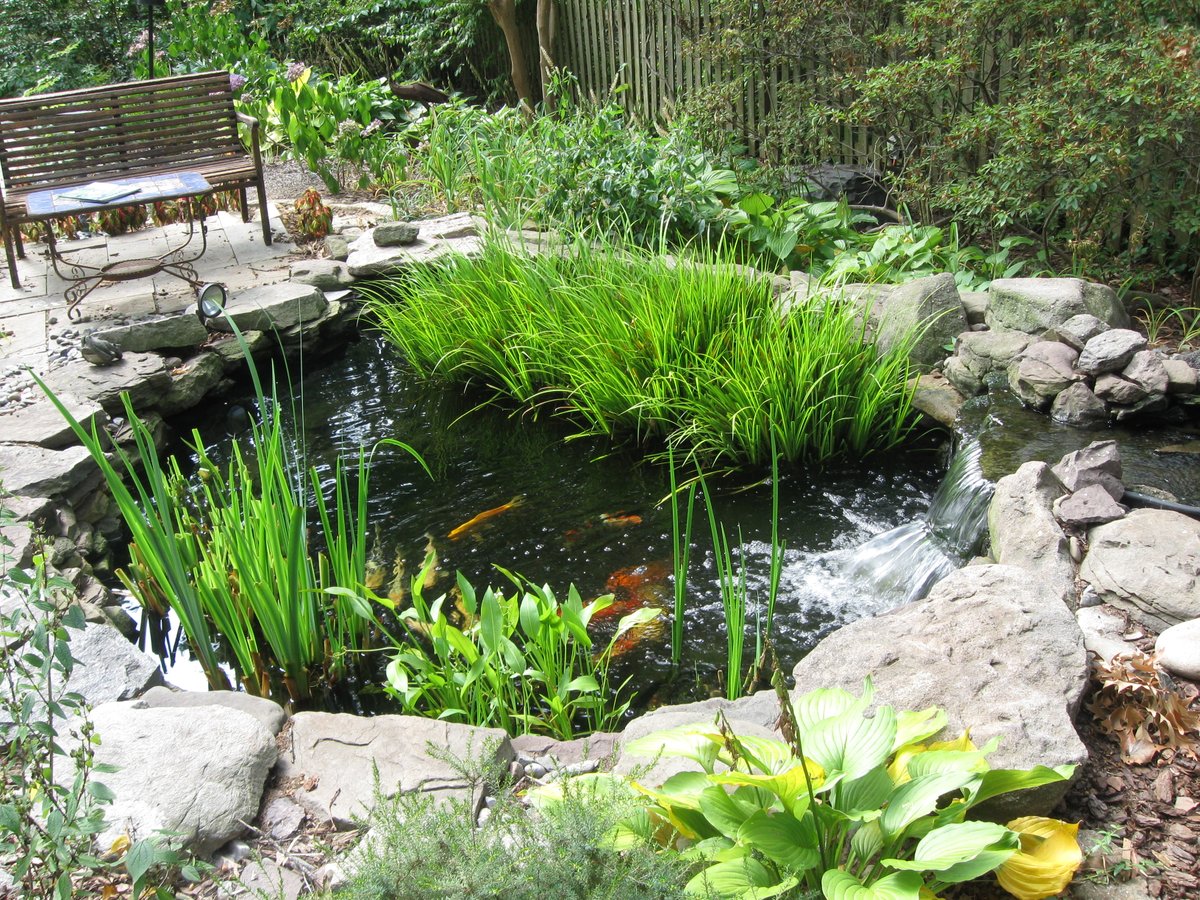 TheIWGS's tweet photo. Looking for a Water Garden expert to talk to your group or #gardenclub? See our IWGS Speakers Bureau at https://t.co/iCBvlSIEhn 
#gardenspeaker #GardeningTwitter #gardeningX #watergardening #watergardens https://t.co/FfYP1zdCut