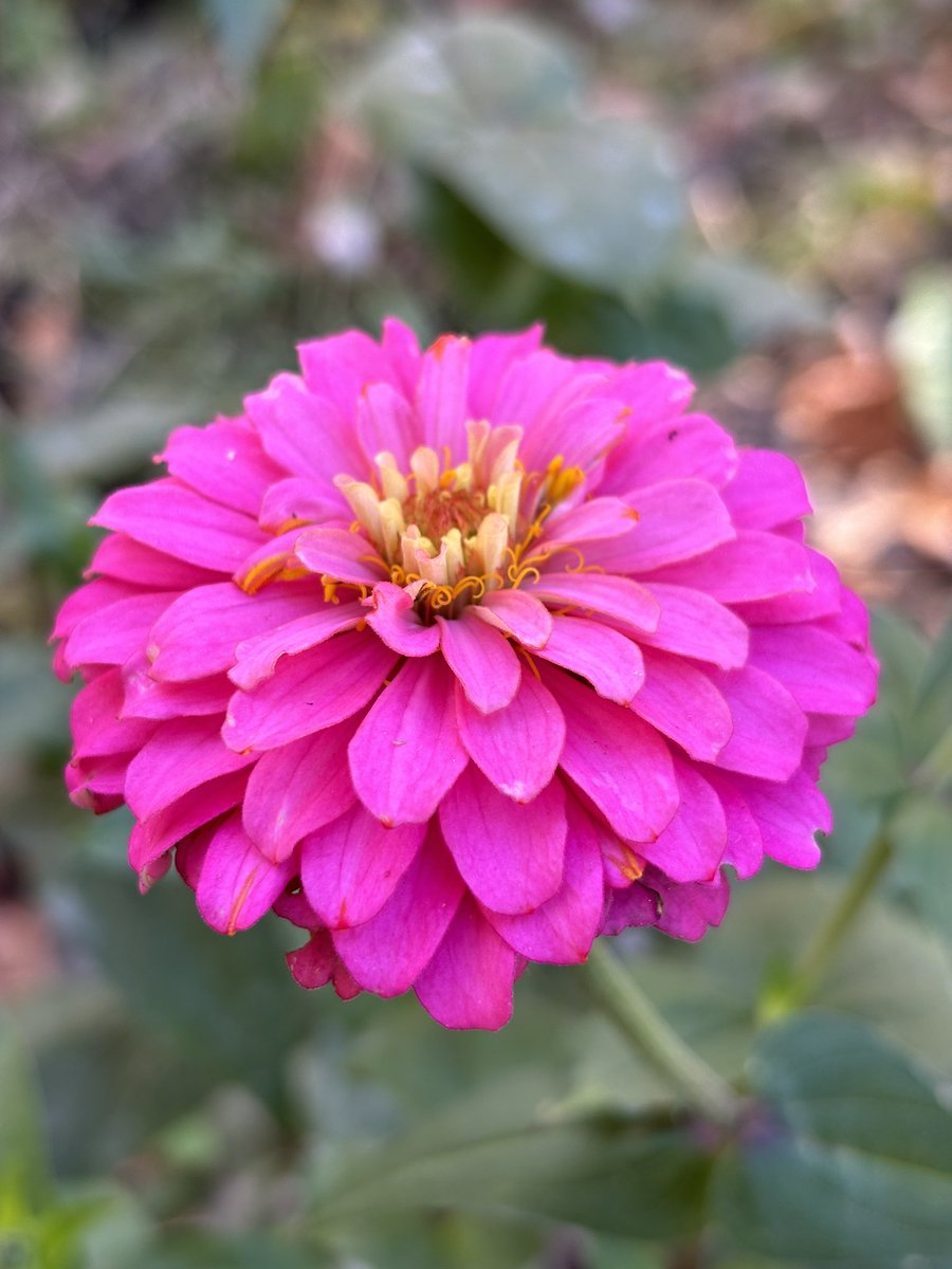 SgtTibbles's tweet photo. Soon enough the cold will come for them. Iβll miss their colors. #HowDoesYourGardenGrow https://t.co/mqgEhlf3x3