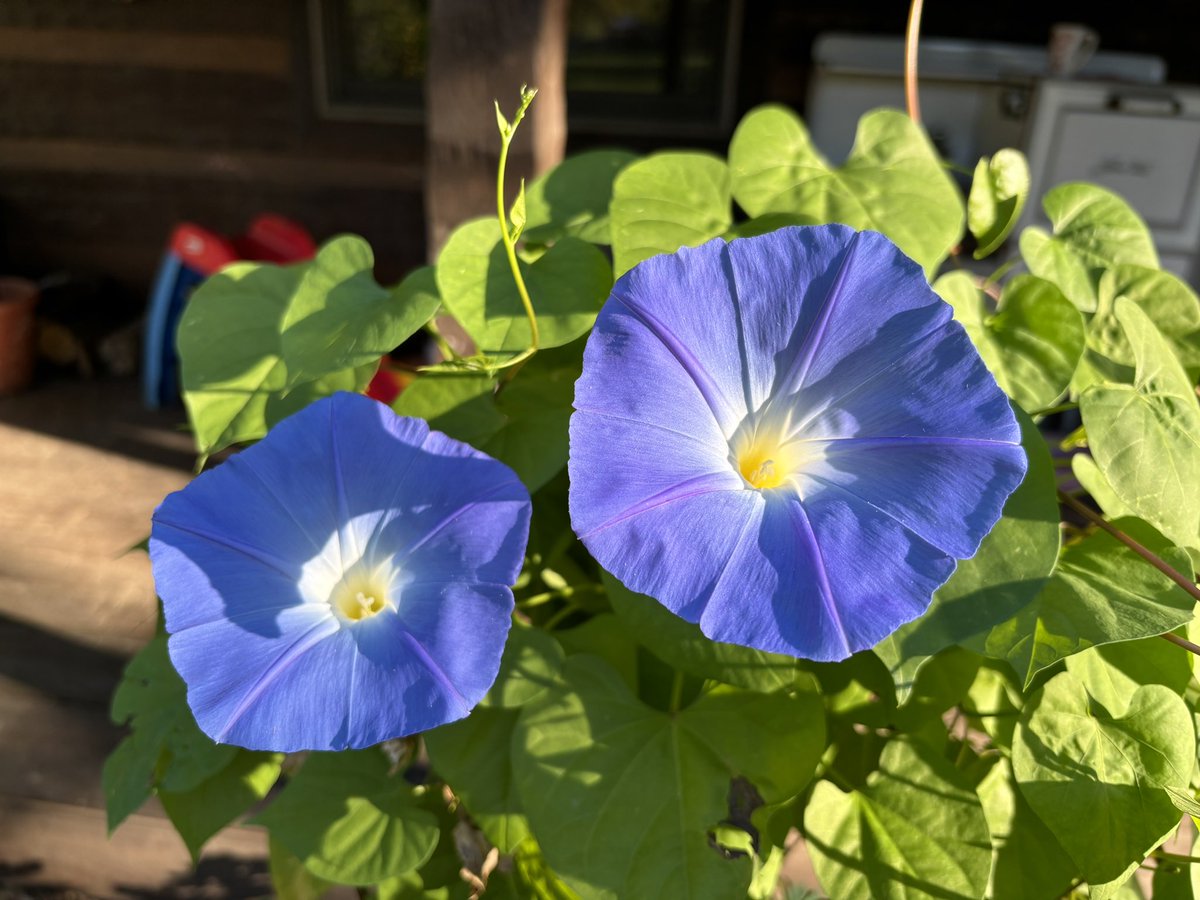 SgtTibbles's tweet photo. Soon enough the cold will come for them. Iβll miss their colors. #HowDoesYourGardenGrow https://t.co/mqgEhlf3x3