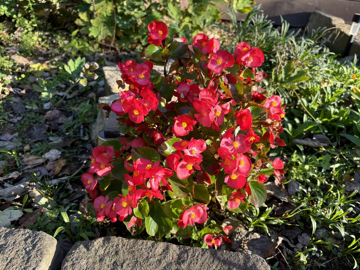 SgtTibbles's tweet photo. Soon enough the cold will come for them. Iβll miss their colors. #HowDoesYourGardenGrow https://t.co/mqgEhlf3x3
