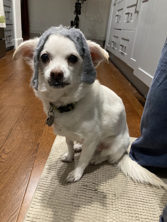 Cashew is busy preparing her costume for Halloween this week... Happy Cashew Monday!