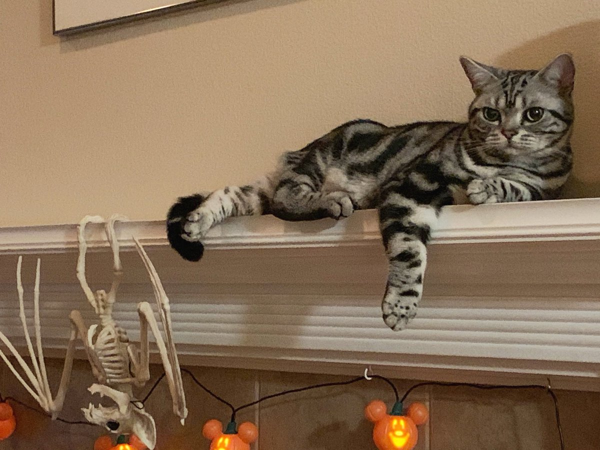 GTWScar's tweet photo. We had to take everything off the mantle because this is his daybed now. 😼 https://t.co/8BgnWLscLQ