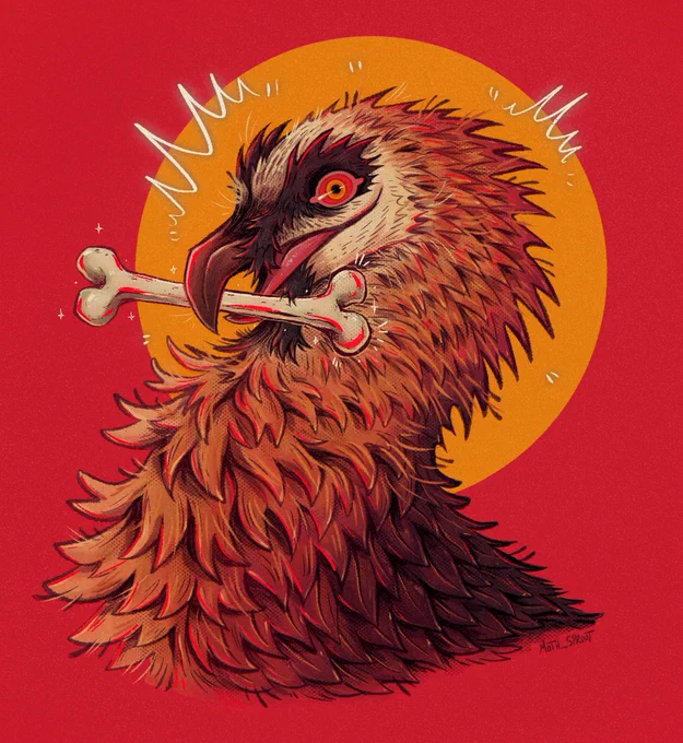Bearded Vulture  Silly Bone Eater 