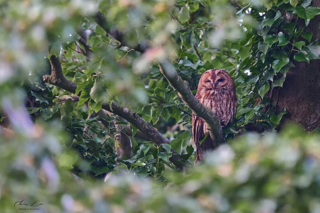 #31daysofgraves Day 23: Animal Birds are animals with feathers so that's a good reason to post another of Chiew Loo's fabulous pictures from #Bedford #cemetery