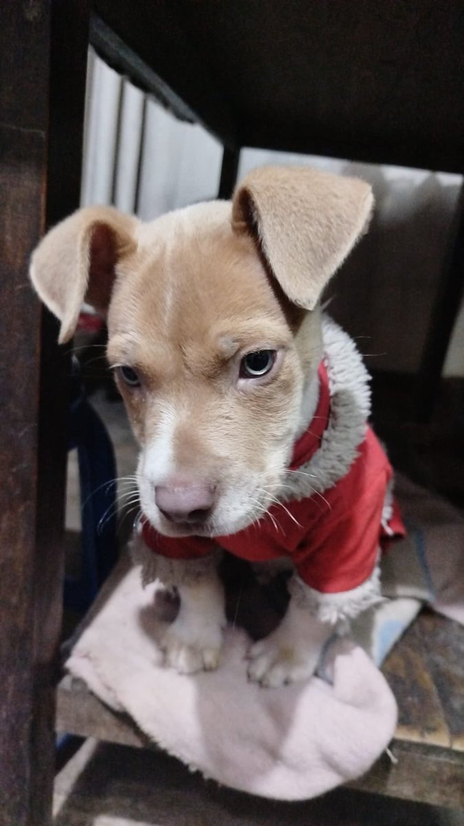 ticnt_'s tweet photo. Vecinos quieren sacrificar a cachorro cruce de pitbull que fue abandonado en el parque para evitar que crezca y se vuelva peligroso

Cumplirá recién 3 meses, está en la calle y lo tienen así:(

Lima
Se busca adoptante con urgencia
Antes de que pase algo:(

 947 189 685 https://t.co/jltjVIhdSj