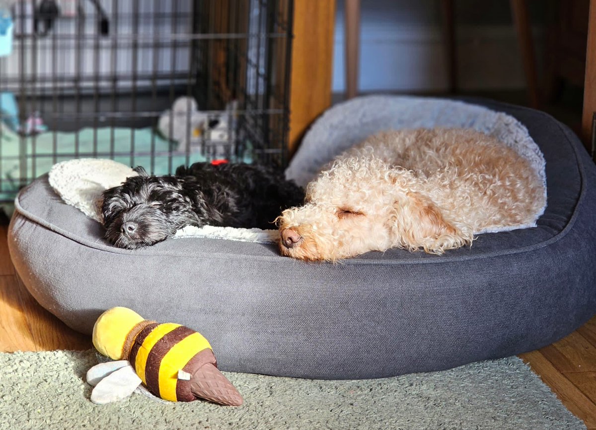 Ahhh it's been a tough 8 week term and having a new puppy the weekend before I went back is probably not one of our better ideas but do I regret it?? Not for a second! Two wonderful companions! 🥰