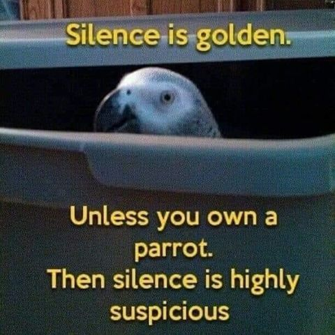 RealParrotLady's tweet photo. https://t.co/jcBJRrOEwr