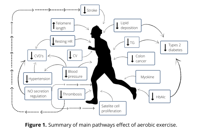 El ejercicio reduce el riesgo d cáncer,  enf. cardiovascular, deterioro cerebral, mejora la aptitud cardiorrespiratoria, habilidades psicomotoras, el estado de ánimo, otorga calidad de vida, bienestar psicológico, envejecimiento saludable y longevidad. 
doi.org/10.14336/AD.20…