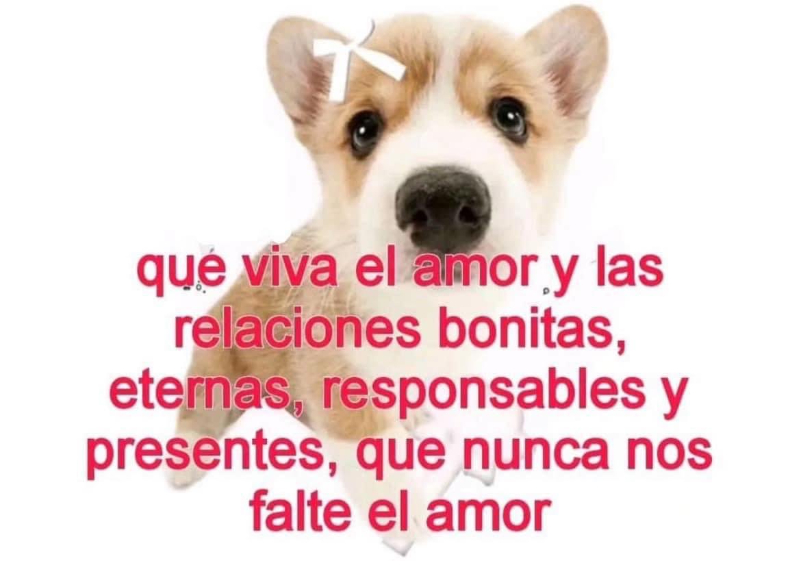 DiloConPerritos's tweet photo. https://t.co/WsKPpPmlTl