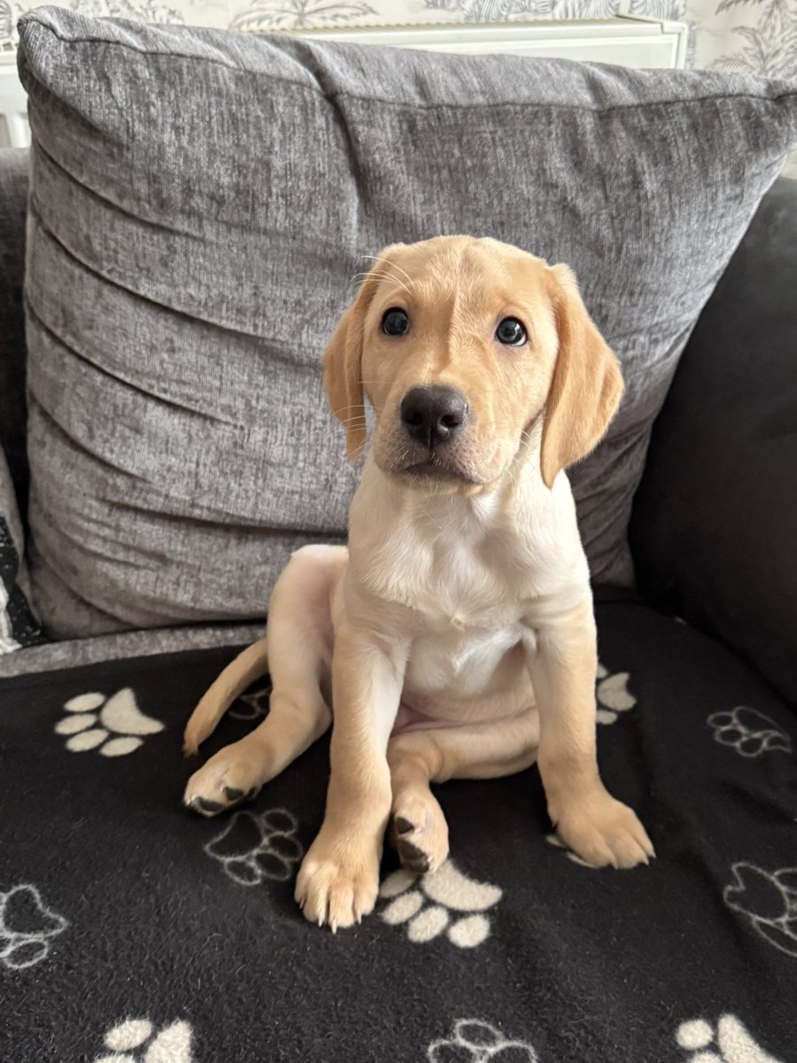 David Patrick tweet media