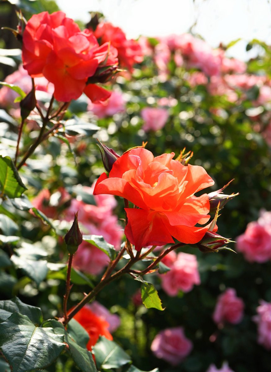 Mitsuketyattano's tweet photo. .
10月24日（木）
おはようございます

🌿🌹🍃🥀🌿🏵️🍃🥀🌿🌹🍃

今日もあなたが
たくさんの笑顔に包まれますように🍀

#TLを花でいっぱいにしよう https://t.co/sqy0VAaAwz