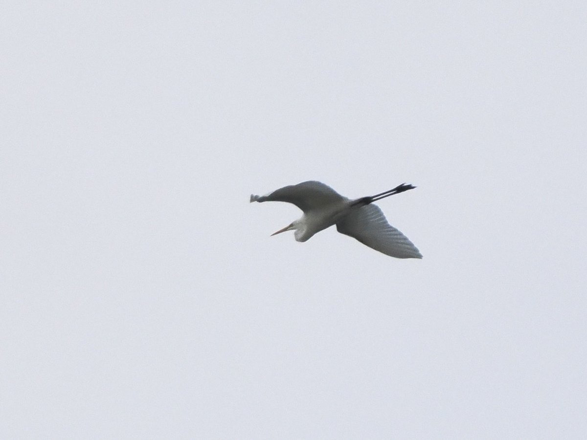 SteveOnHilbre's tweet photo. A nice day @hilbrebirdobs between work and meetings … my first #Merlin of the autumn on #LittleEye first thing &amp; a #GreatWhiteEgret flew over west both found by @Brynly62 🙏 more news (incl BarnOwl, a late WillowWarbler &amp; a PurpleSand) on our blog later: https://t.co/rXQlnUsvWl https://t.co/D63bwETT6R