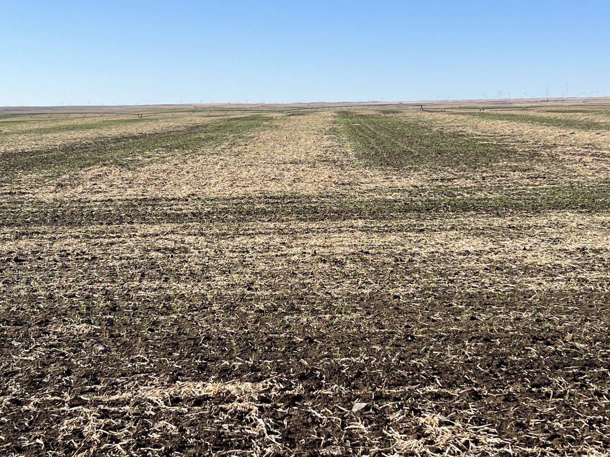 Cover barley on dry bean field will help reduce wind erosion this winter