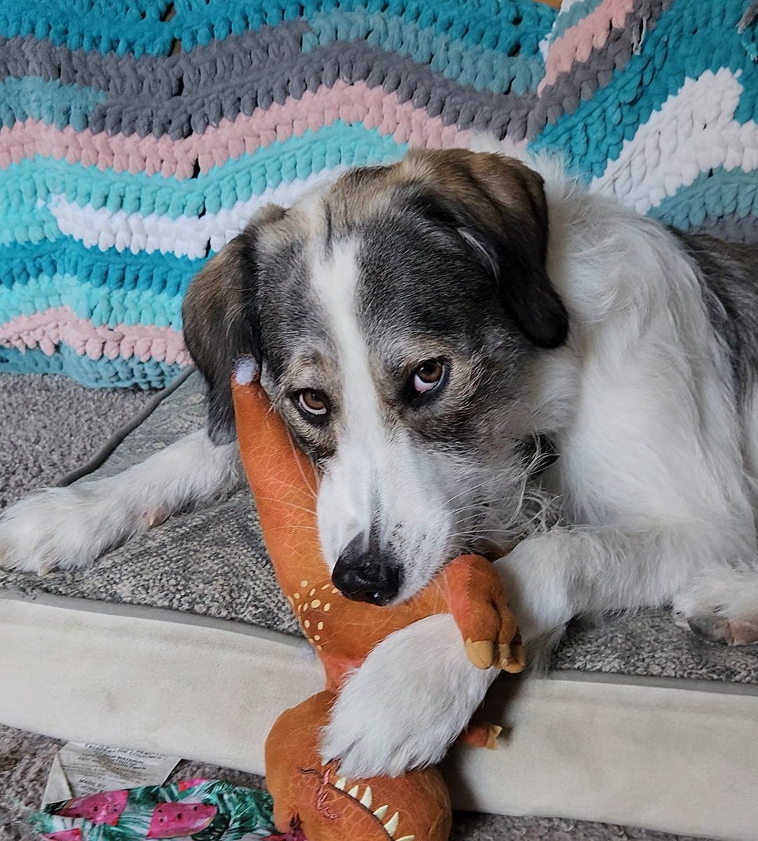 HallDrago's tweet photo. 🦖 #DogLife #Playtime https://t.co/f4M8Qg5rmi
