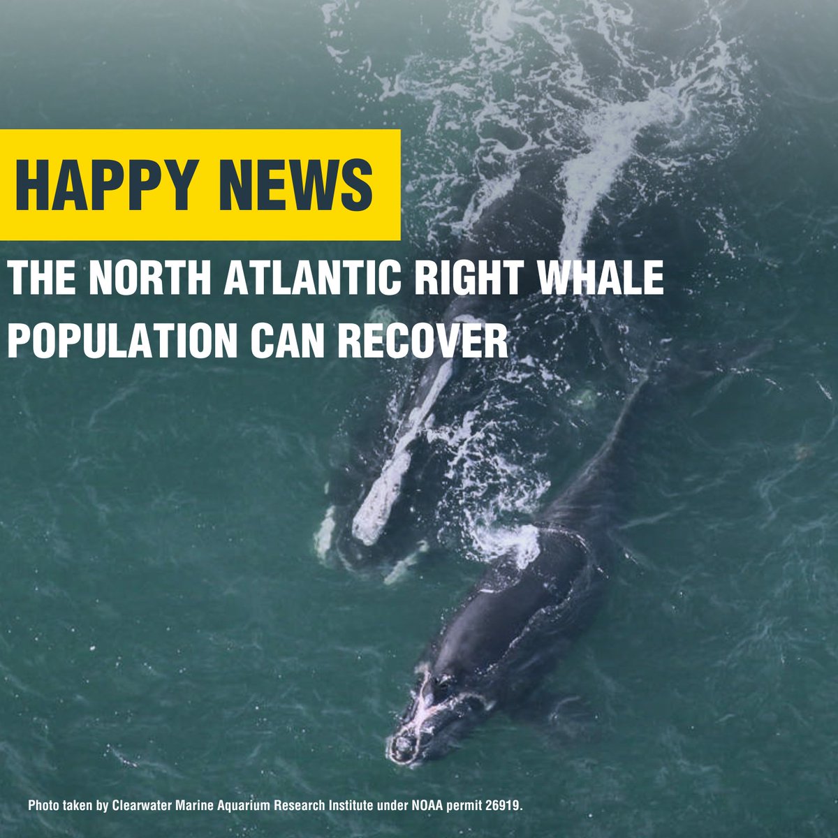 Your daily dose of dopamine is brought to you by the North Atlantic right whales! 
 
us.whales.org/2024/10/22/nor…

#News #Whales #SaveTheWhales #RightWhale