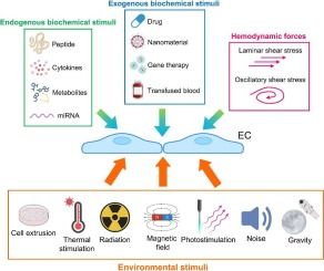 Journal of Molecular and Cellular Cardiology (@jmccardiology) on Twitter photo New! From the October issue of JMCC, Cheng and Huang provide a Perspective on Vascular endothelium: The interface for multiplex signal transduction.
Read now: buff.ly/4hw1qyr
<a href="/k8weeks/">Dr Kate Weeks</a> @vagnozzirj @monikagladka <a href="/ELS_Cardiology/">Elsevier Cardiology</a> New! From the October issue of JMCC, Cheng and Huang provide a Perspective on Vascular endothelium: The interface for multiplex signal transduction.
Read now: buff.ly/4hw1qyr
<a href="/k8weeks/">Dr Kate Weeks</a> @vagnozzirj @monikagladka <a href="/ELS_Cardiology/">Elsevier Cardiology</a>