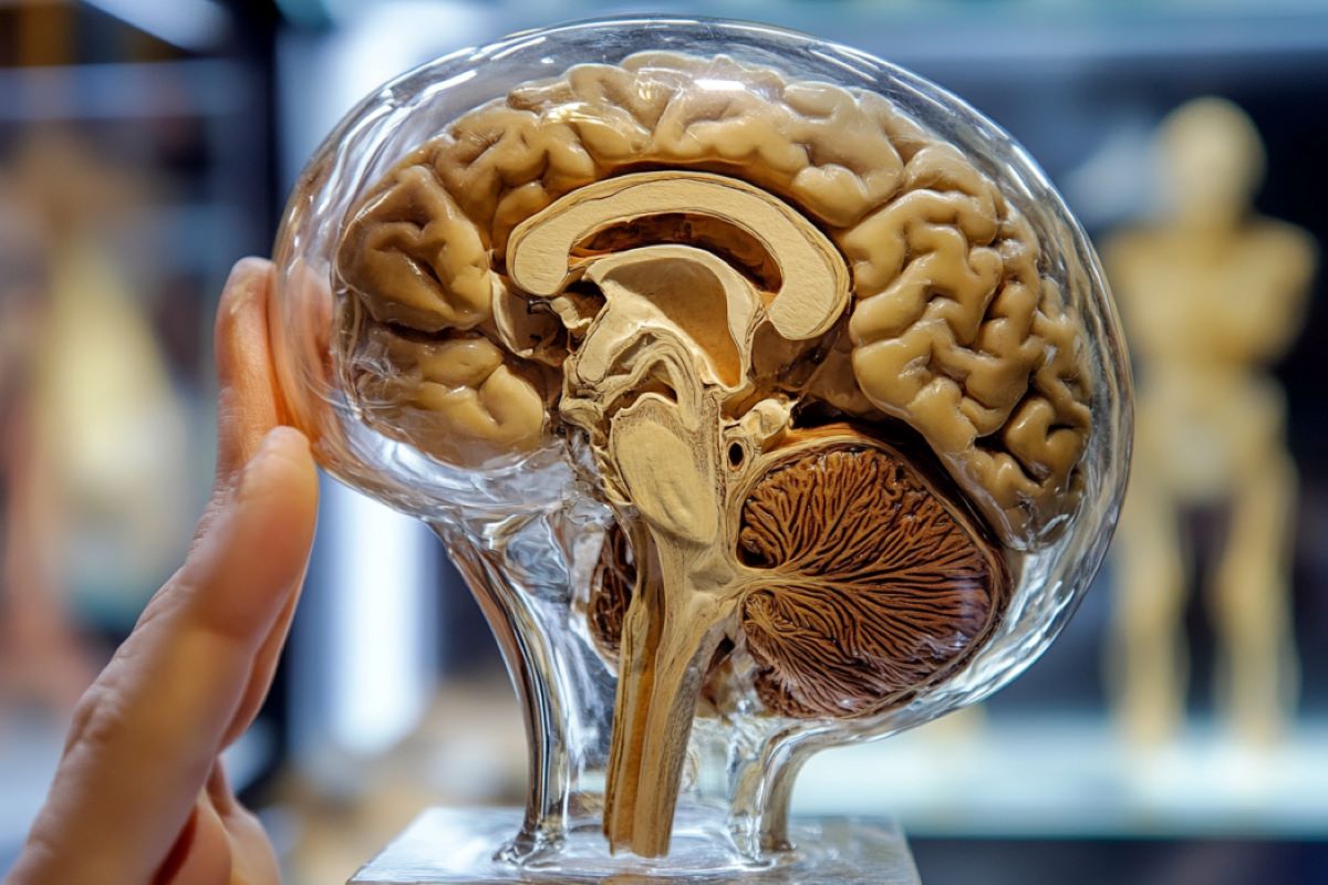 Cannabis Use Linked to Thinner Cortex in Adolescents

A new study shows that cannabis use in adolescents may cause thinning of the cerebral cortex, which is essential for learning, memory, and social interaction. 

Researchers found that THC, the active compound in cannabis,