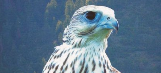 Kurucinfo2's tweet photo. A turul.
Szimbolikai jelentősége akkor erősödik fel, amikor érezzük, hogy a felső világ bölcsességére és segítségére lenne szükségünk.
#Kuruc #Magyarország #Turul #nemzet #történelem
🌐 https://t.co/bZ517jzgOU https://t.co/ssyGooc4ft