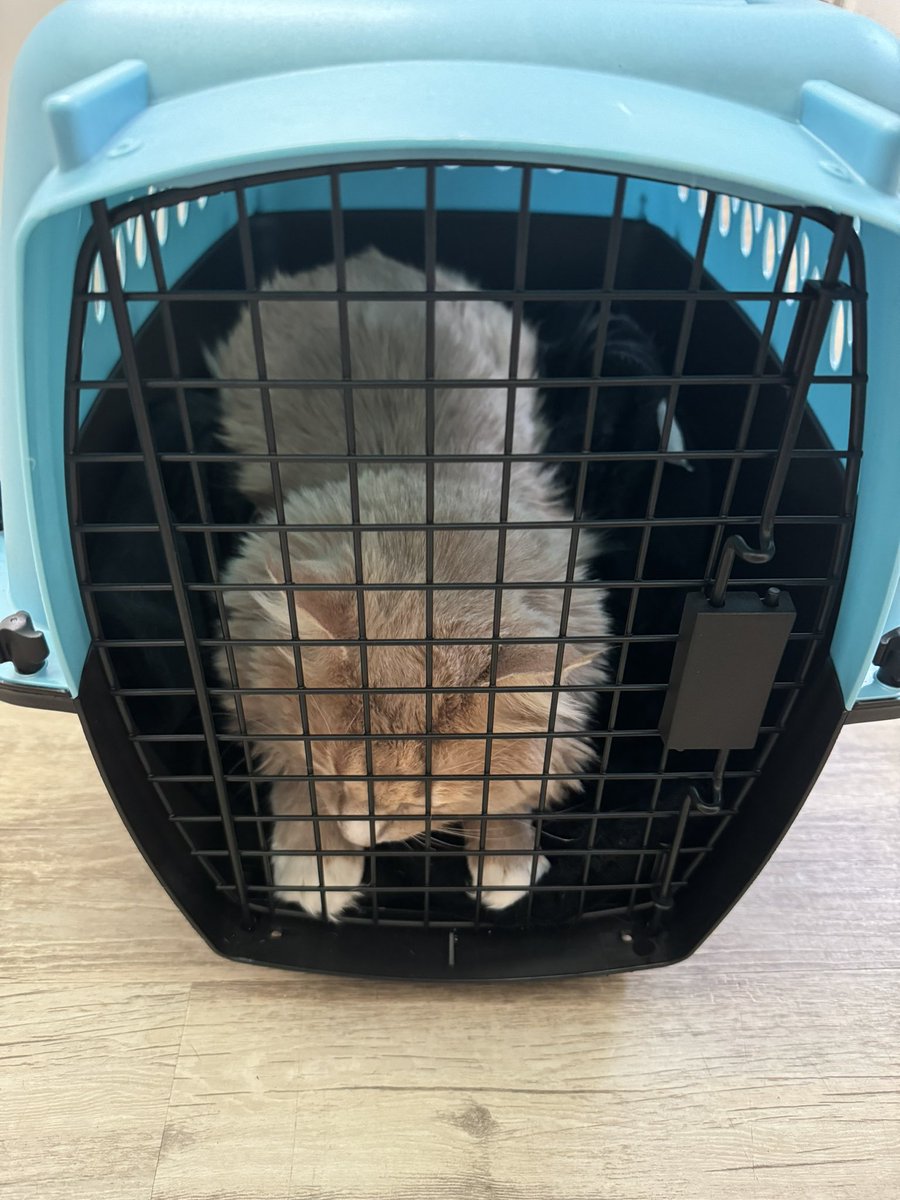 Laura Miers tweet media