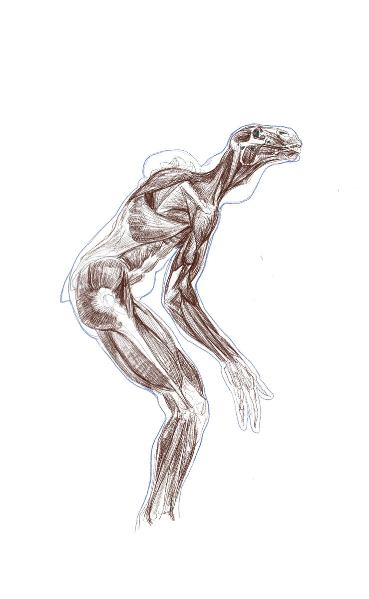 FNojumi's tweet photo. Anatomy of a creature https://t.co/BmpNzIgvn0