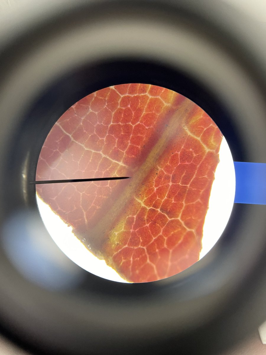 Pour la journée Amène-moi dehors, les élèves ont collecté des échantillons de plantes et de feuilles. Une belle occasion d’explorer la nature et d’observer ces merveilles au microscope #ÉcoÉcole