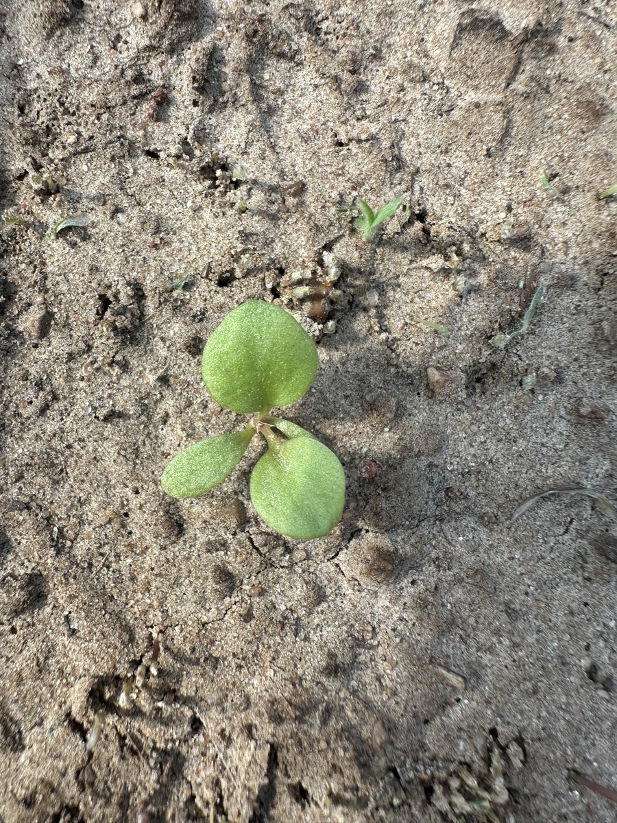 Weed identification in both pics plz... #WeedIDWednesday.