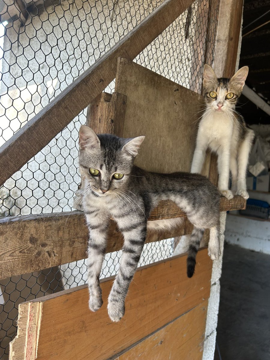 RescueCare's tweet photo. 😿🫂🙏🙏🆘🆘🆘🐾🆘🫂🫶🏻🌸
PayPal: https://t.co/bUftOnU1WY
GFM: https://t.co/KDYiZtL9x2 https://t.co/Tx6FnmElMm