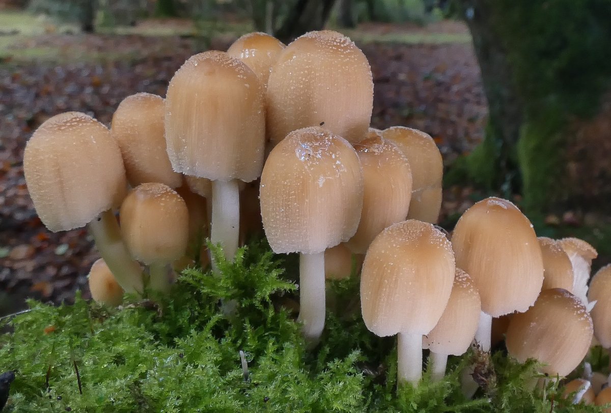 WildNewForest1's tweet photo. Some space is still available for our fungi walks.
For more information or to book, please see the link below.
https://t.co/R5ohVcrPiX https://t.co/y2QpFZphgl