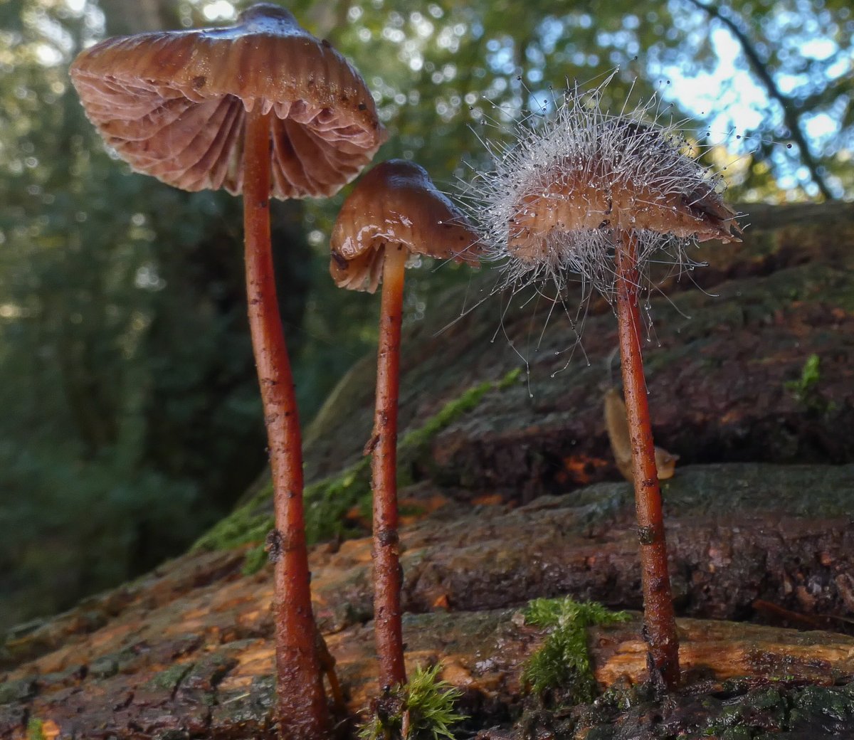 WildNewForest1's tweet photo. Some space is still available for our fungi walks.
For more information or to book, please see the link below.
https://t.co/R5ohVcrPiX https://t.co/y2QpFZphgl