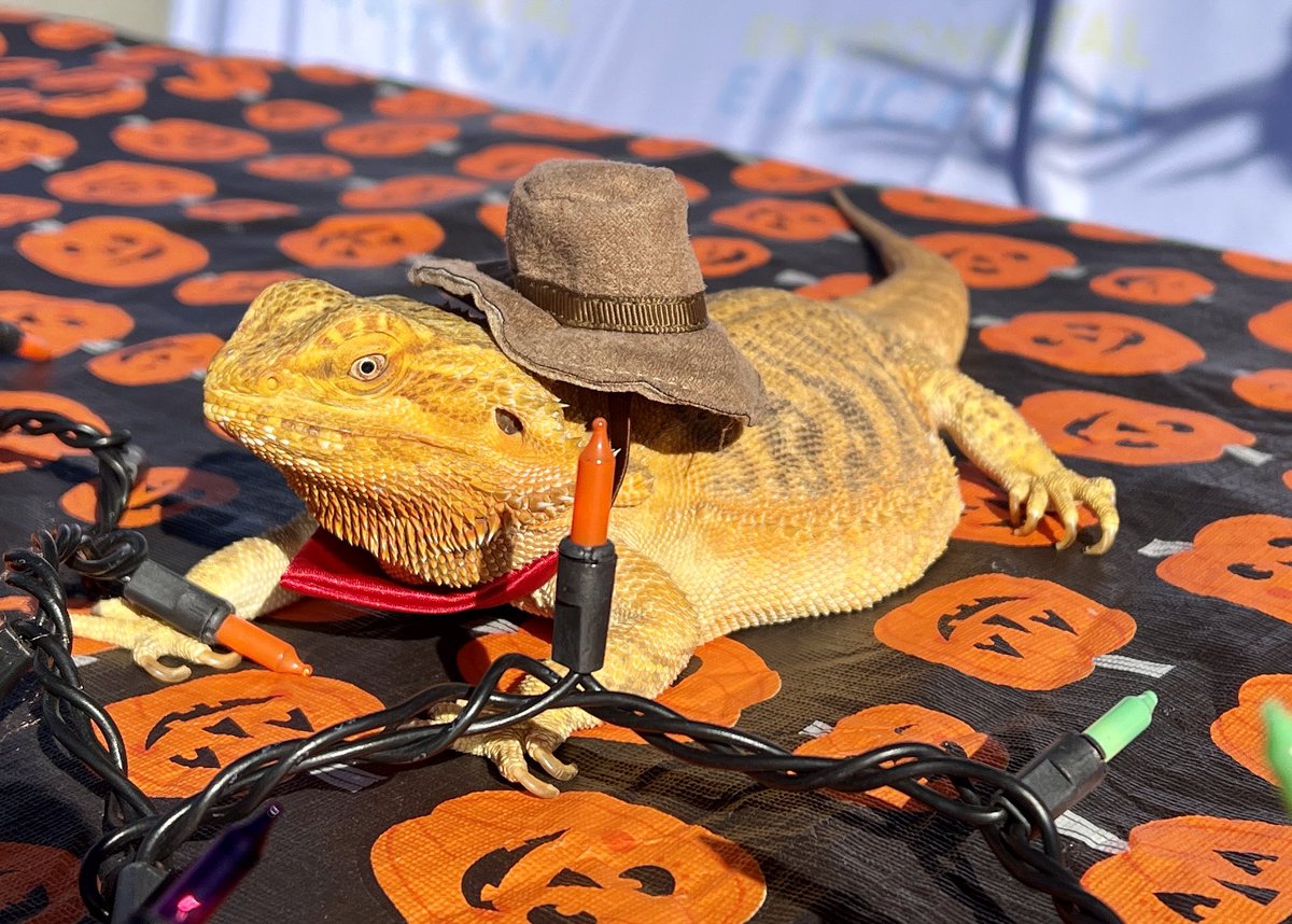 Erica Yoss tweet media