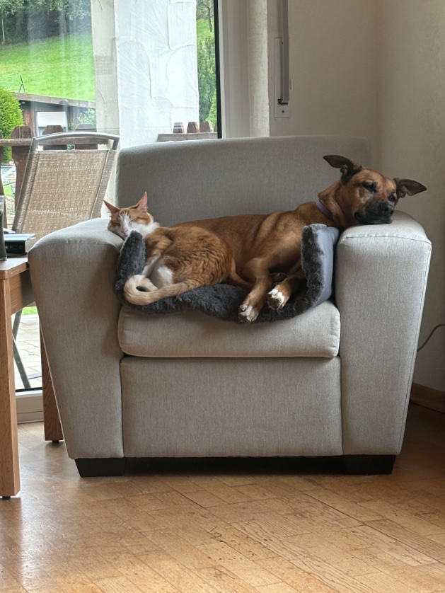 insideupmusic's tweet photo. @jscotttn Scooter &amp; Charlie. https://t.co/NDzOsVhtfs