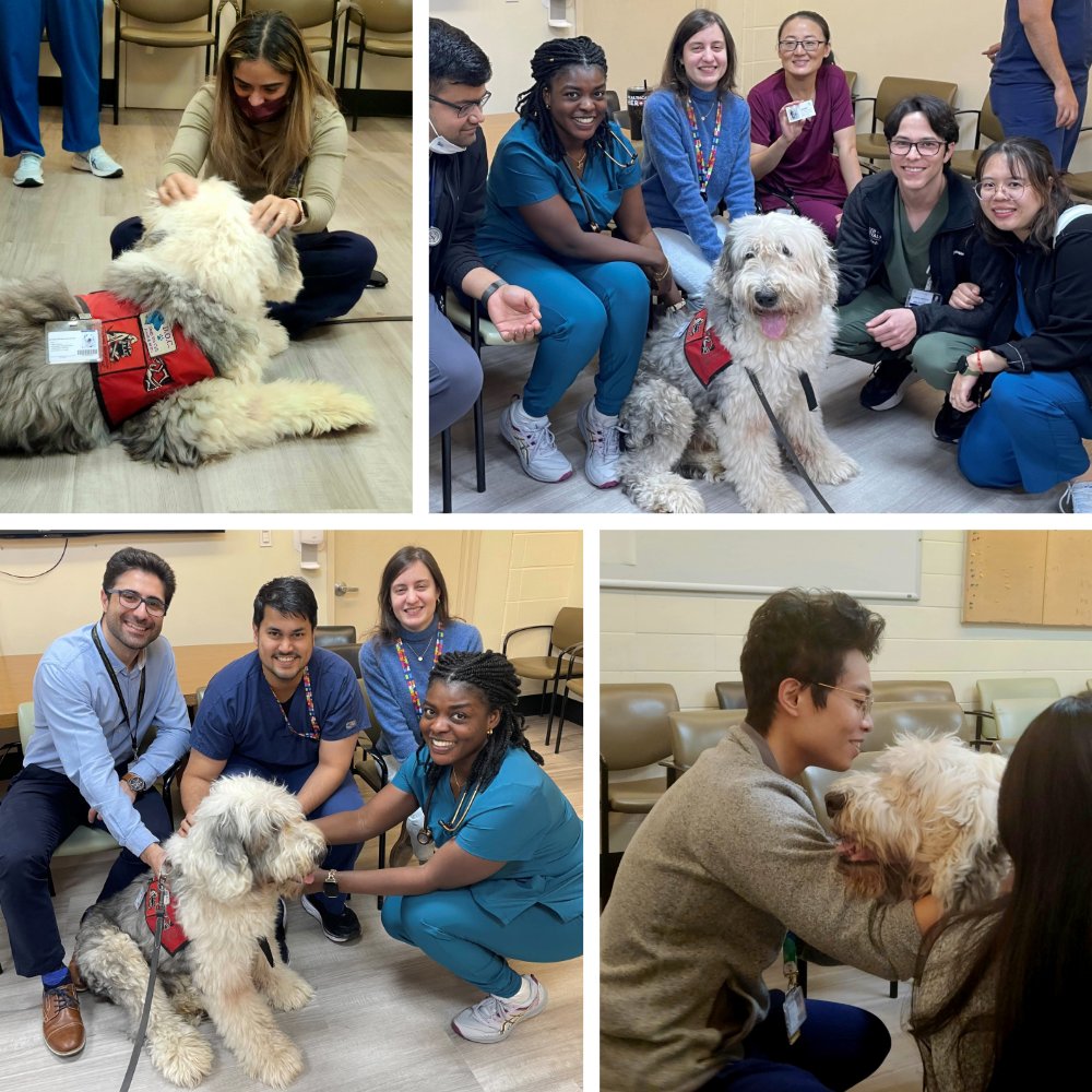 Jacobi Internal Medicine Chiefs (@jmcchiefs) on Twitter photo As part of our wellness activities, our residents had the opportunity to unwind and relax with Cooper, one of Jacobi's therapy dogs! š¶ As part of our wellness activities, our residents had the opportunity to unwind and relax with Cooper, one of Jacobi's therapy dogs! š¶