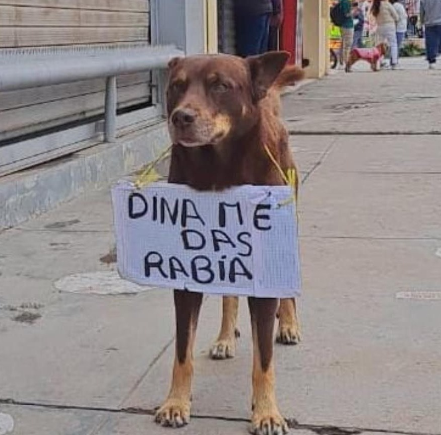 RudyRiveraB's tweet photo. ¡DINA ME DAS RABIA!
Hasta los nobles animales (los Congresistas no lo son) se plegan al paro...
#ParoNacional #ExitoTotal https://t.co/r4OsjLDqKp