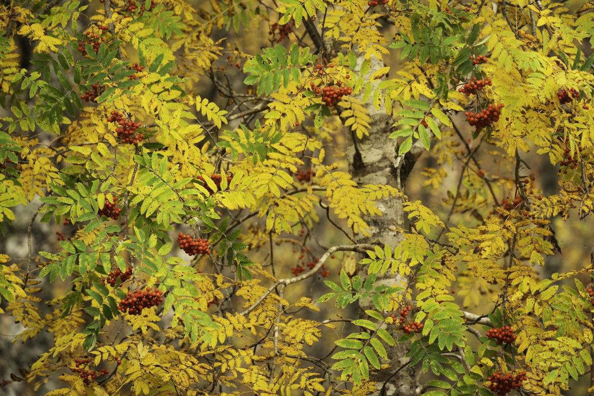 A Radzikowska tweet media