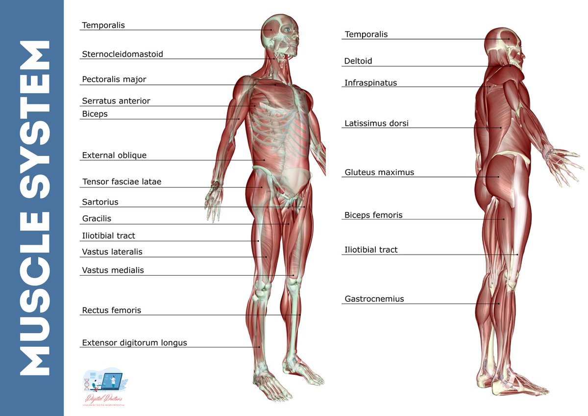 DocsExplainFM's tweet photo. This course provides a comprehensive yet easy-to-understand guide to human anatomy, ensuring medical and healthcare students build a strong foundation in this vital area of health sciences. ๐ฉบ๐ Enroll at https://t.co/Xls4ljVsOs
#HumanAnatomy #MedicalStudents #AnatomyCourse https://t.co/FBEOcp3Rue
