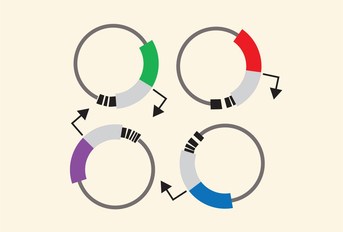 Broad Institute (@broadinstitute) on Twitter photo Using #AI, a Broad/<a href="/jacksonlab/">The Jackson Laboratory</a> /<a href="/YaleMed/">Yale School of Medicine</a> team has developed a way to decipher the language of genetic switches that turn genes on and off, and designed new, synthetic switches that control genes' expression in specific cell types. broad.io/CRE-AI <a href="/ReillyLikesIt/">Steve Reilly</a> Using #AI, a Broad/<a href="/jacksonlab/">The Jackson Laboratory</a> /<a href="/YaleMed/">Yale School of Medicine</a> team has developed a way to decipher the language of genetic switches that turn genes on and off, and designed new, synthetic switches that control genes' expression in specific cell types. broad.io/CRE-AI <a href="/ReillyLikesIt/">Steve Reilly</a>