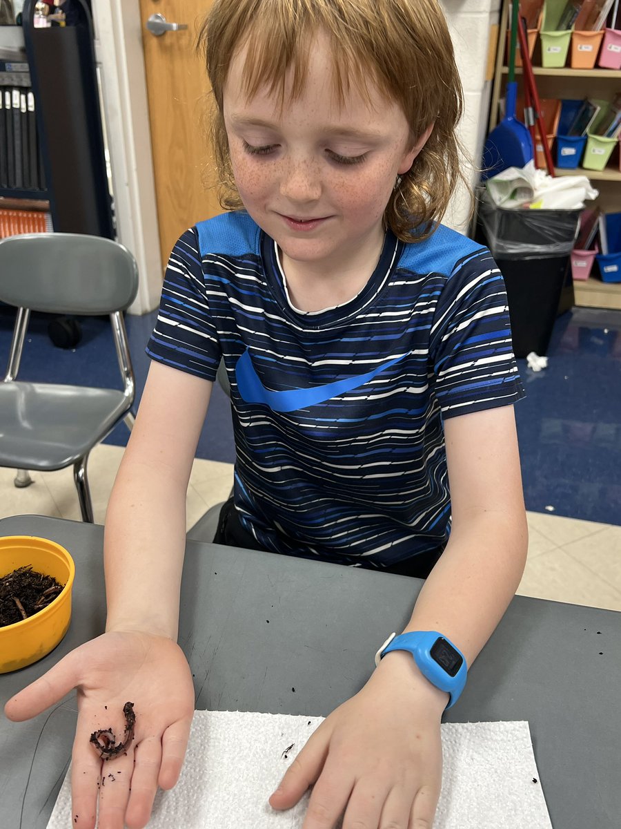 KiserClass's tweet image. What could be more fun than observing worms?!? These wiggly friends of ours will be hard at work in our classroom “vermicomposter”. Oh the changes we will observe!!! #ObservingChange #LearnByDoing #MakeTimeForScience #Vermicompost #Composting #OnceAMiddie