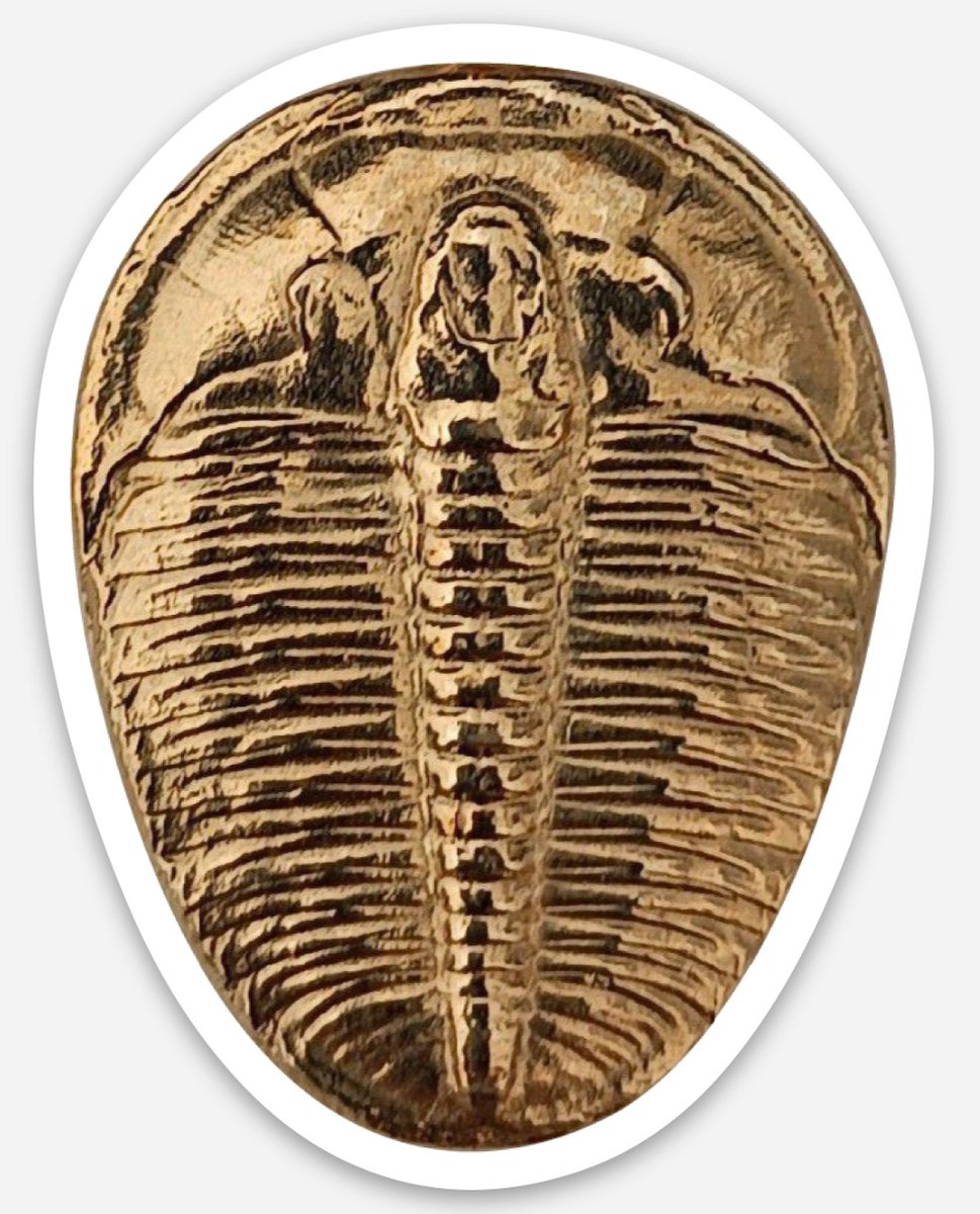 JohnRMoffitt's tweet photo. @BrianBrachiopod @FloJoHorman @MoffittJill You will likely note that the trilobite made of Au gold, is ALWAYS heavier than the shale trilobite.
#ElrathiaKingii
#WheelerShale
#MiddleCambrian https://t.co/49xZnzEGD4