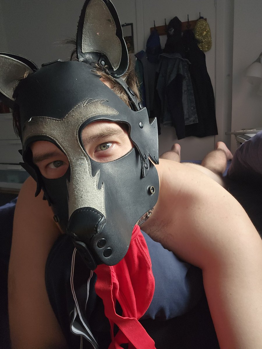 SirPupBling's tweet photo. When your kitty goes up north, but leaves you a smelly present while he's gone 💞🐕

🩲= @NorthistheNorth https://t.co/ouzUzriQcd